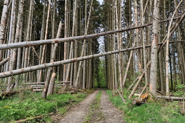 Trees...
