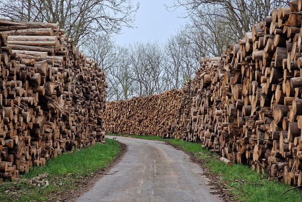 Logging