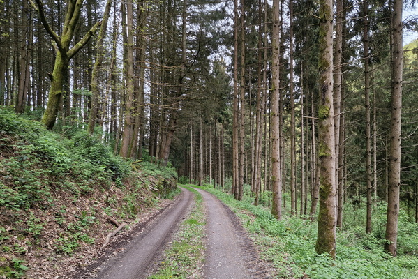 Forest track near Landscheid