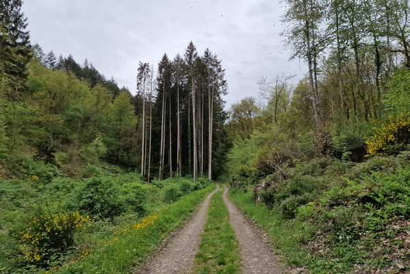 Track near Vianden