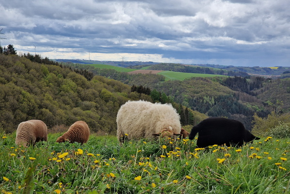 Sheep