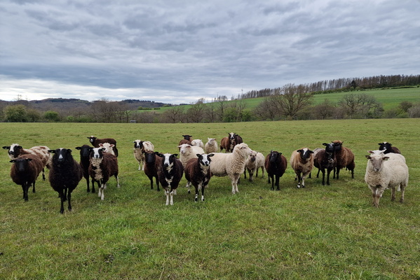 Many sheep