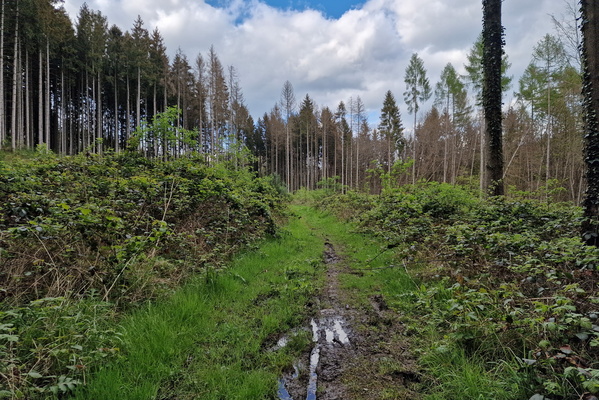 Dirty path near Reuland