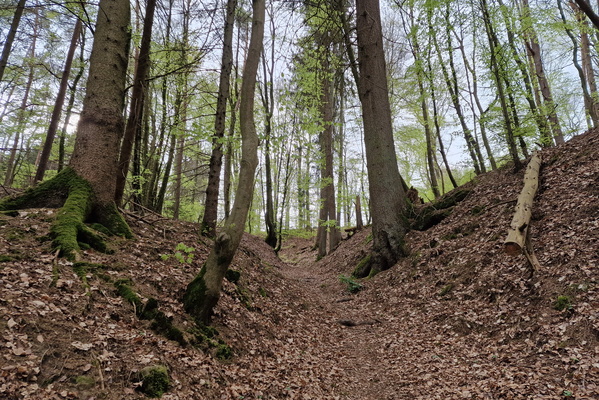 Forest path near Blumenthal