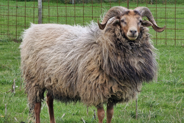 Sheep
