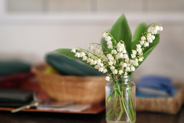 Lily of the valley