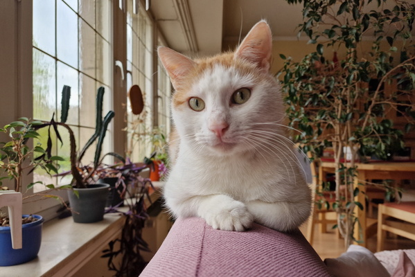 Timmy on sofa