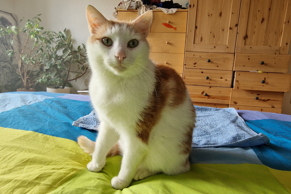 Timmy on bed