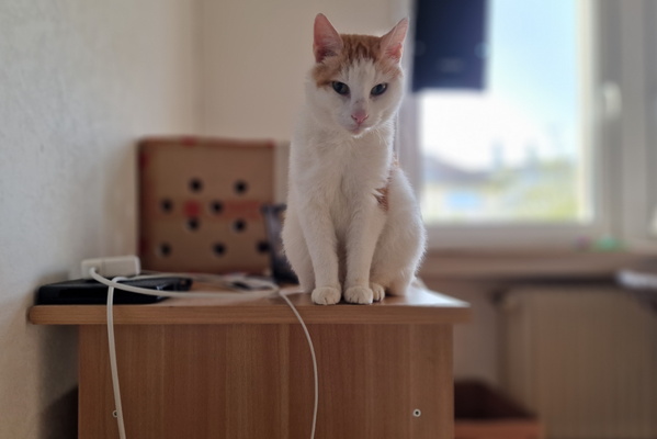 Timmy