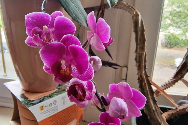 Flowers