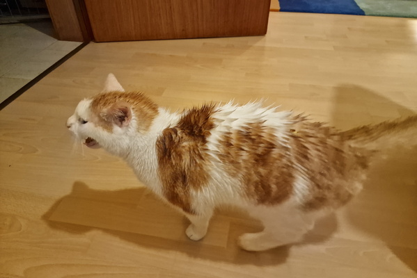 Wet Timmy