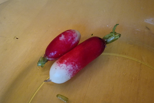 Radish