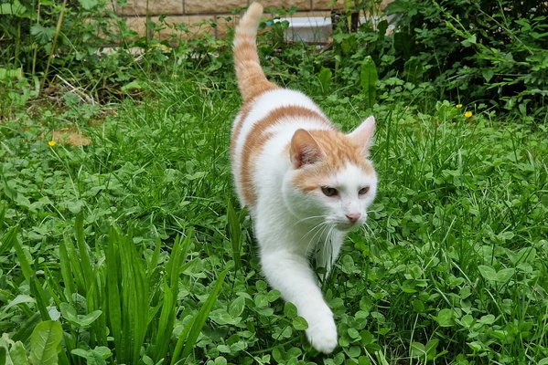 Timmy in the garden