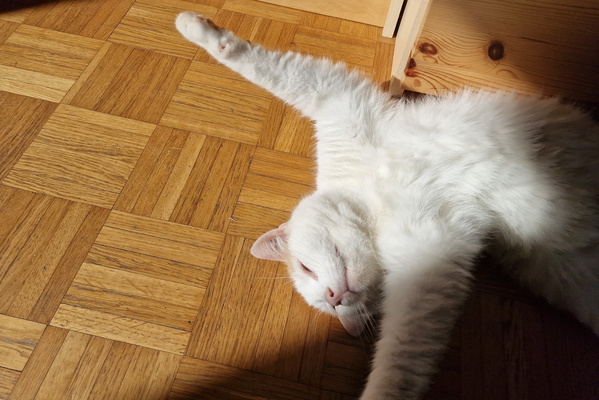 Relaxed Timmy
