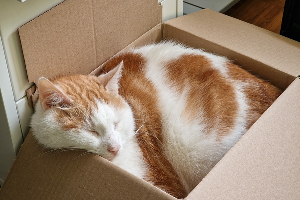 Timmy in a box