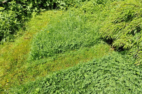 Lawn