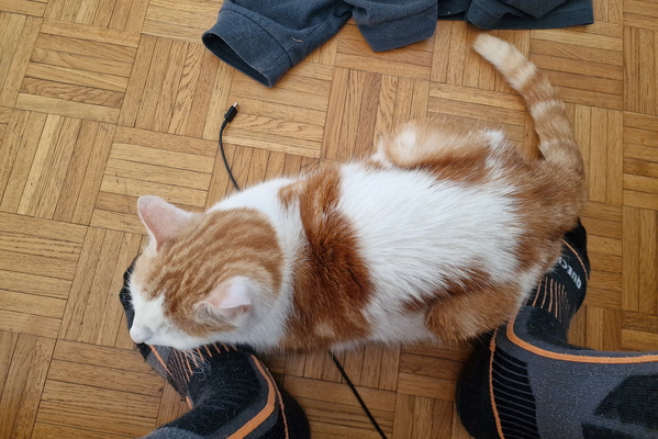 Timmy on my feet
