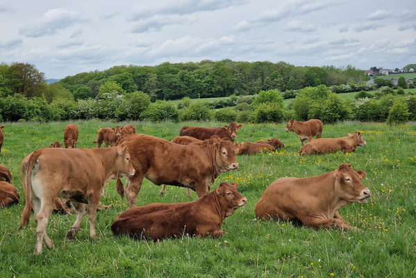 Cows