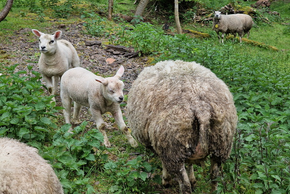 Sheep