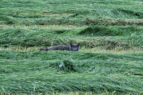Cat in the field