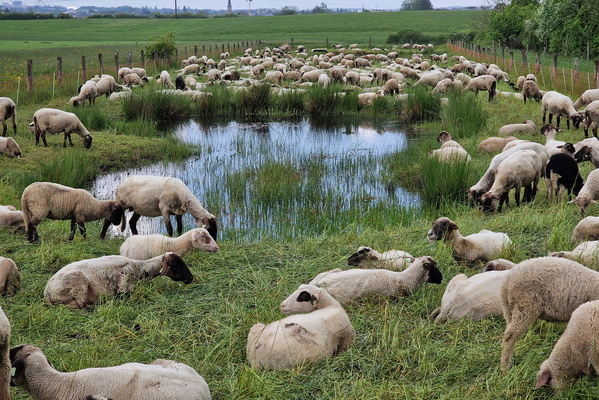 Nomad sheep