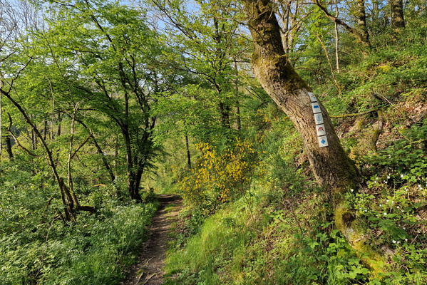 Hiking path near Esch-sur-Sûre