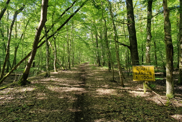 Bois de Champion