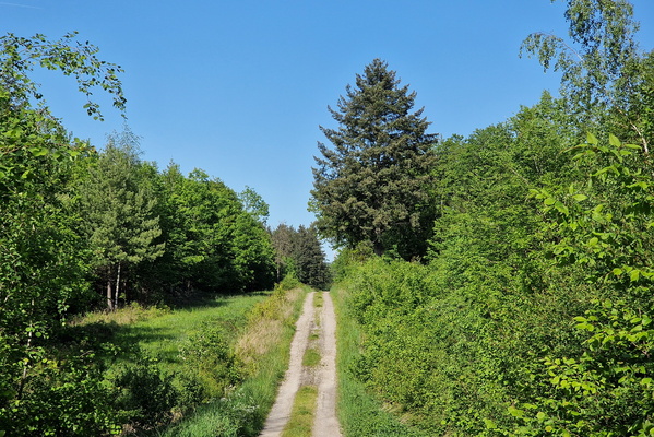 Track near Trémery