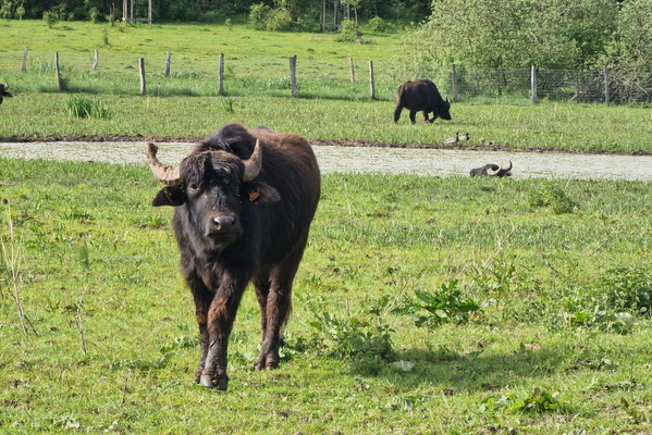Buffalo in Schlammwiss