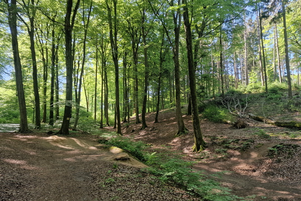 Forest near Steinsel