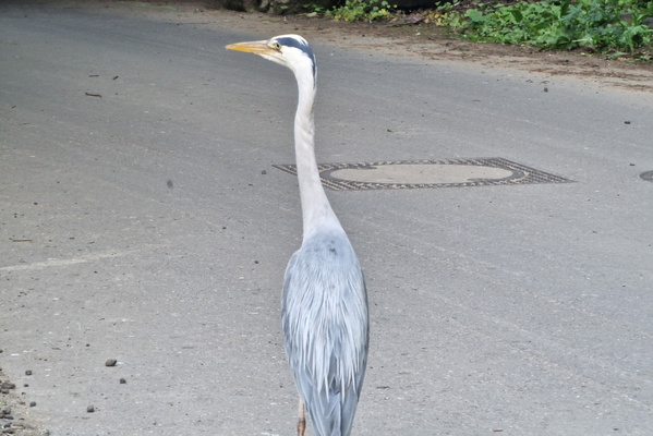Heron