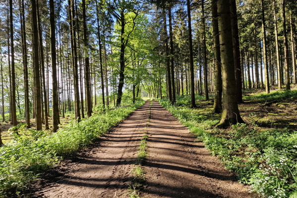 Forest track near Holtz