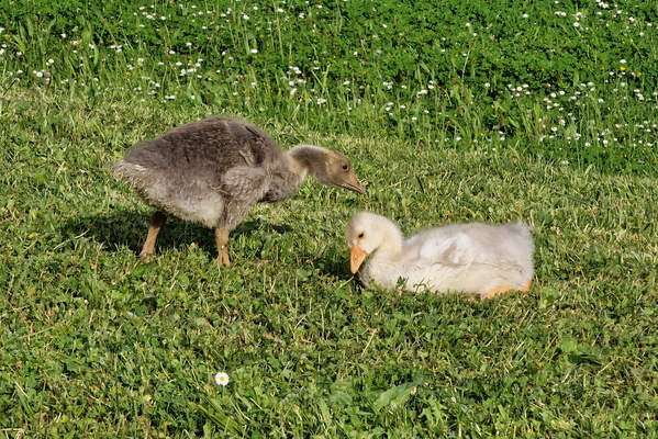 Baby geese