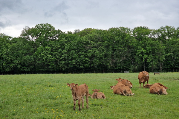 Cows