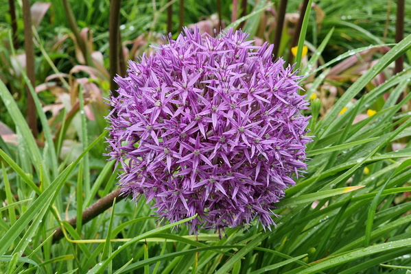 Alium