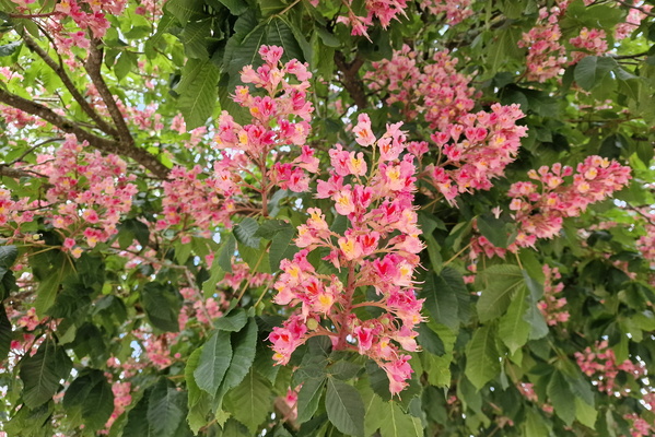 Chestnut flowers