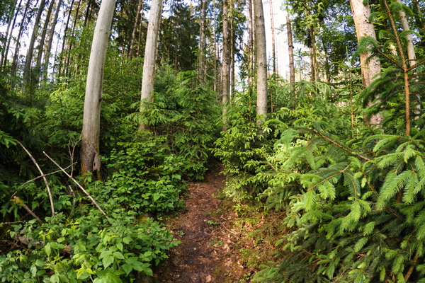 Forest near Septfontaines
