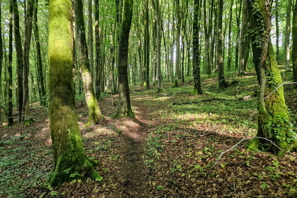 Forest path near Redange