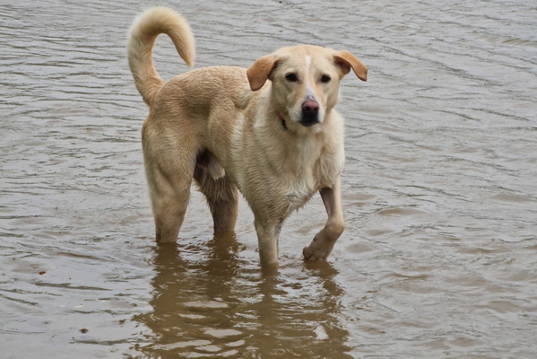 Dog walking on flooded path