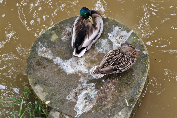 New place for ducks