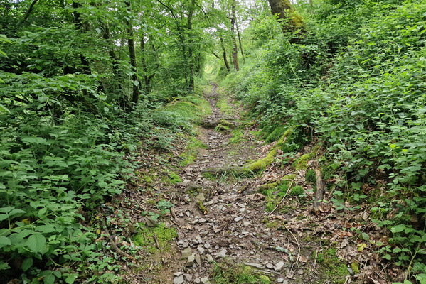 Forest path near Burden
