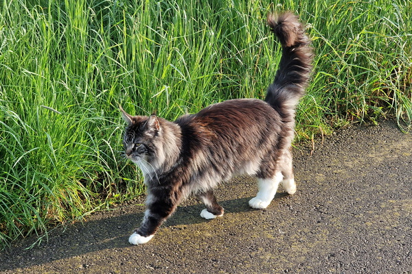 Maine Coon cat encounter