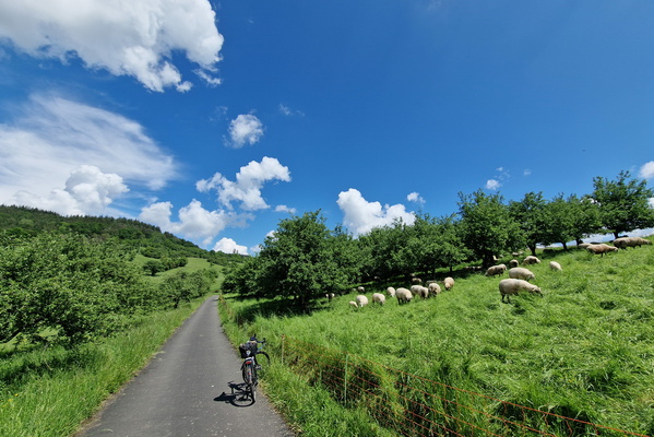 Sheep
