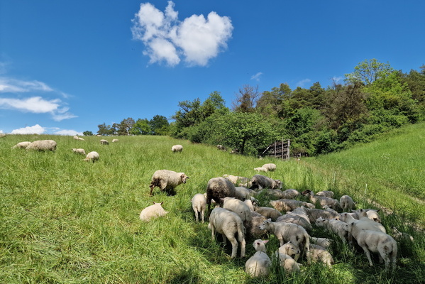 Sheep