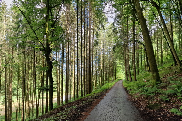 Prümtal-Radweg near Hermesdorf