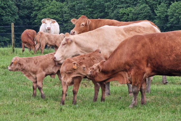 Cows