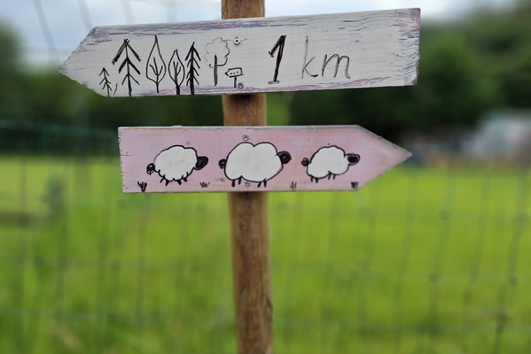 Sheep or forest?