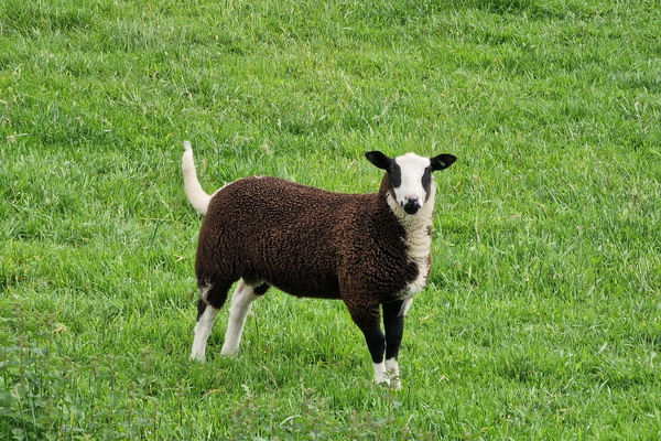 Sheep