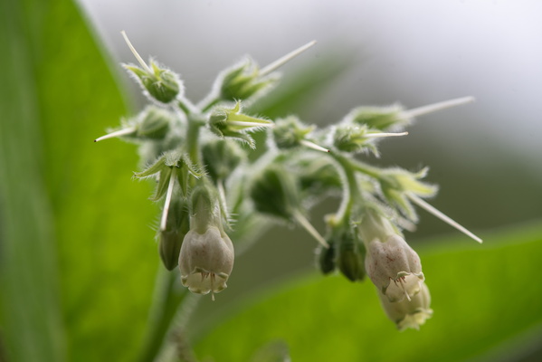 Wild flowers