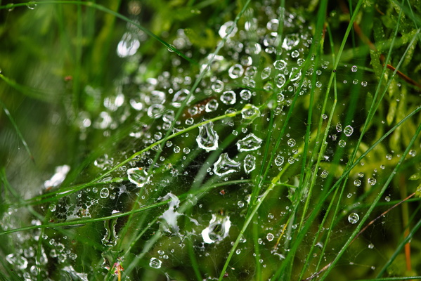 Web and water drops